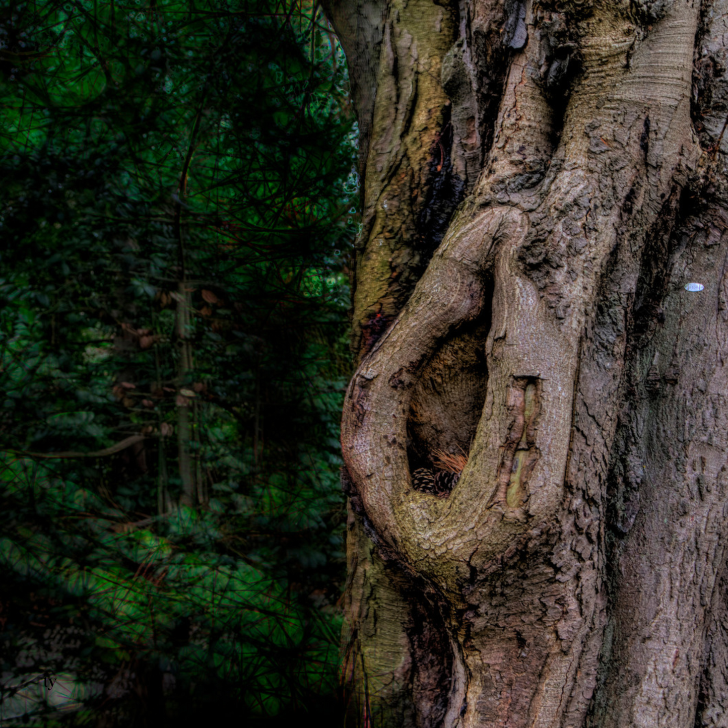 Knotty pine
