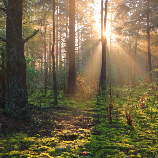 Enchanted Forest